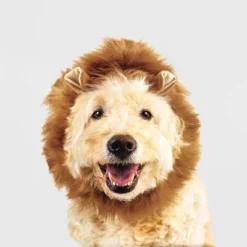 Lion Halloween Dog And Cat Headwear - Boots & Barkley™ -Pets Gift Store GUEST d1befd17 1c5f 41bc b68a d74786c08a4c