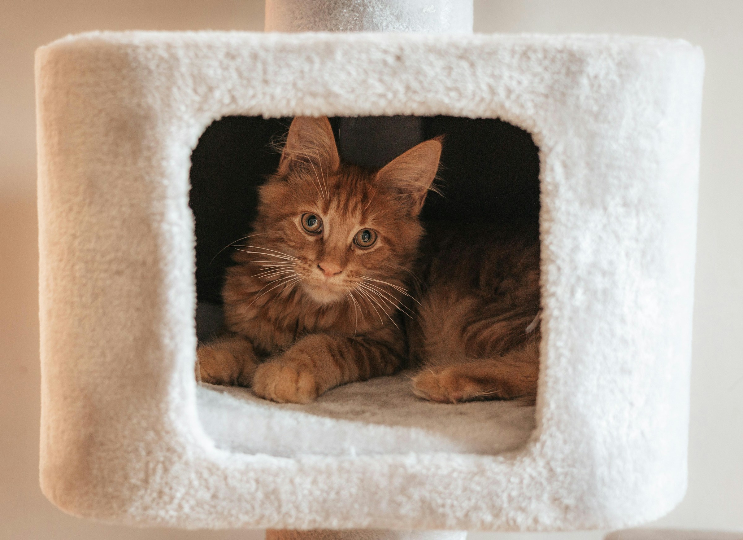 Front Page 56 Front Page -Pets Gift Store eduard delputte FfHY yHTQc4 unsplash
