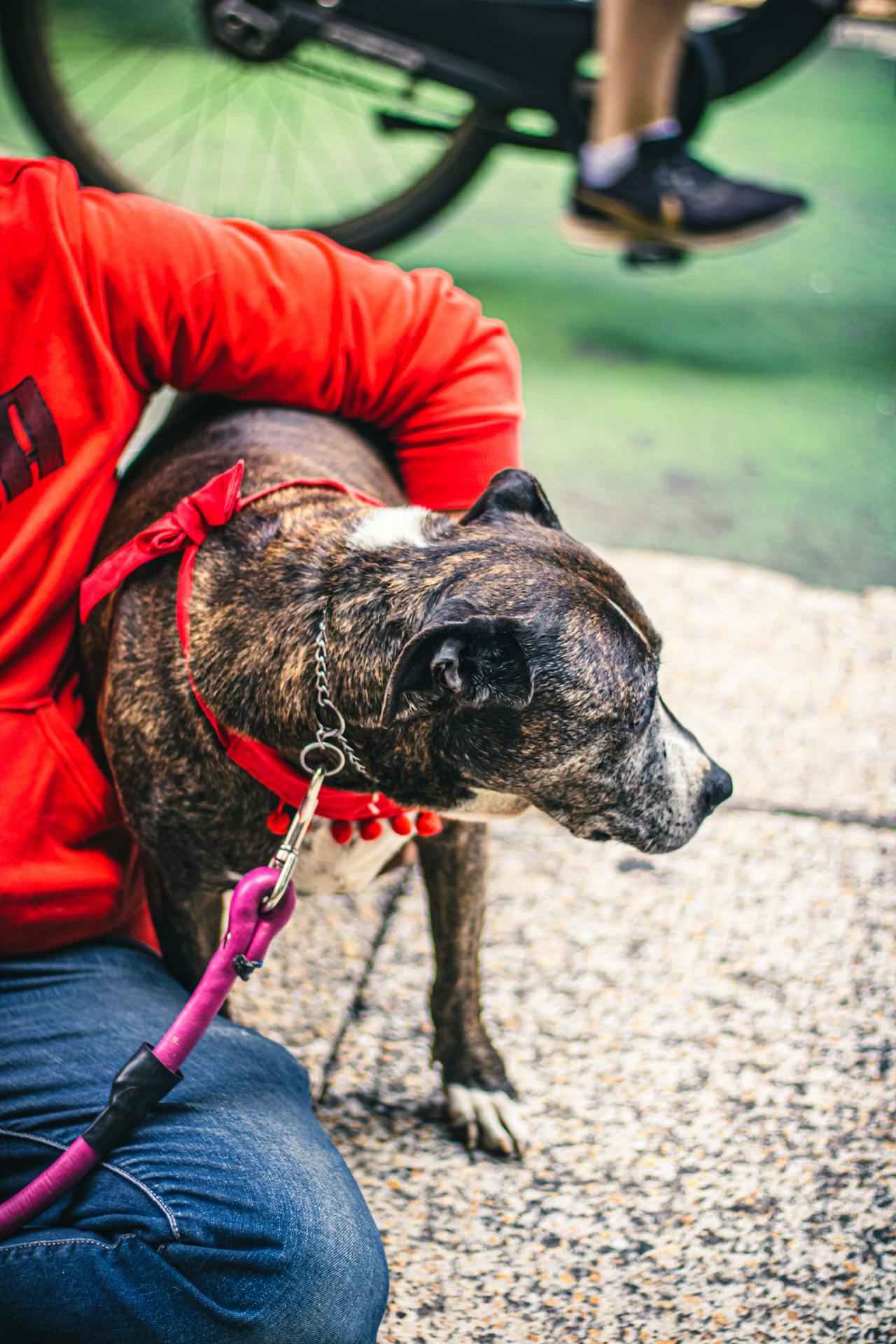 Front Page -Pets Gift Store pexels minimoy 33834449